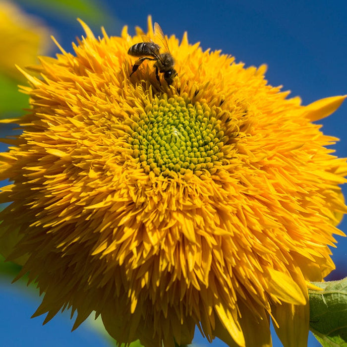Sunflowers For The Soul Seed Collection|Sunflower Giant Teddy Bear