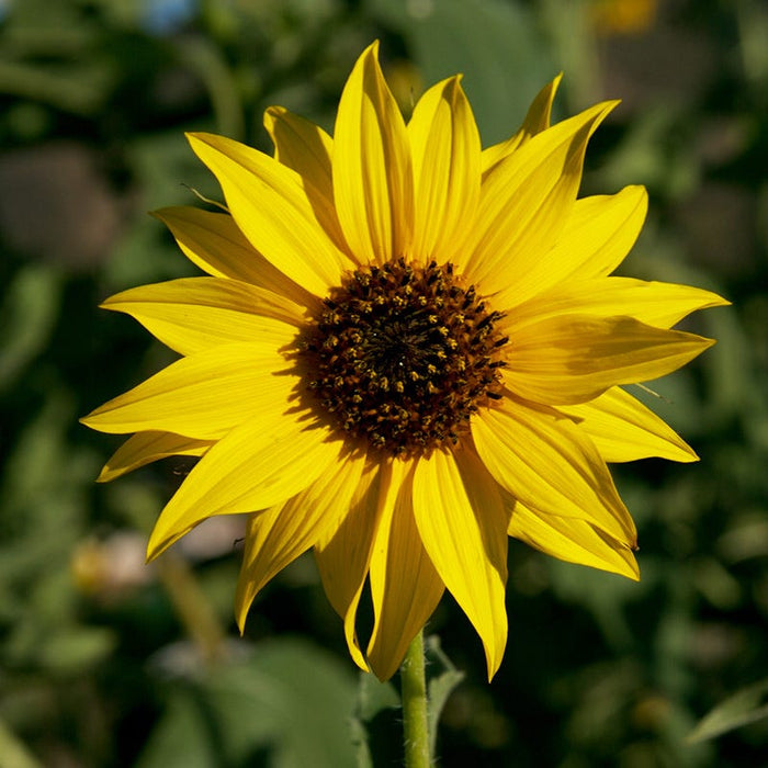 Wild Sunflower