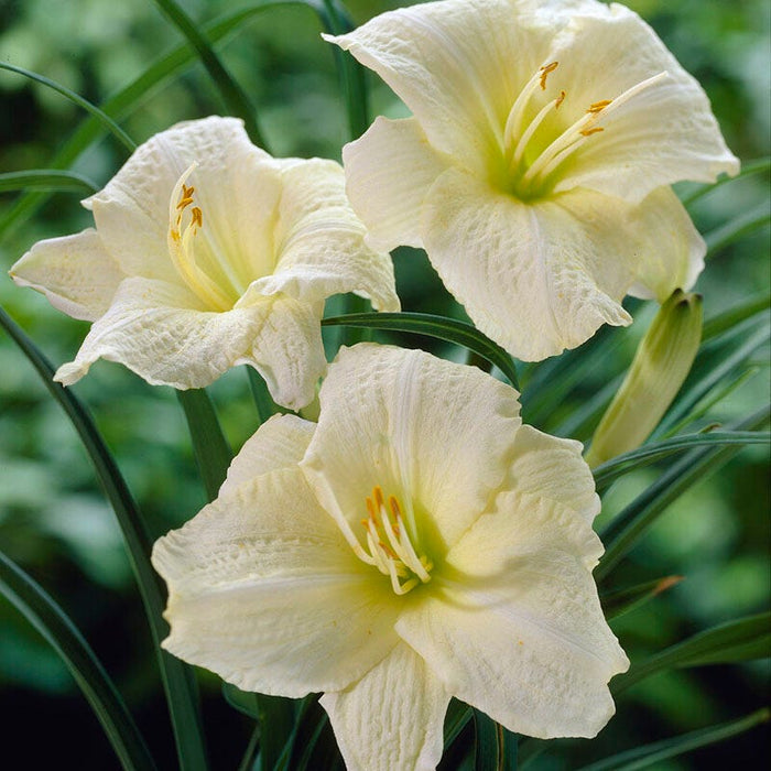Joan Senior Reblooming Daylily|Joan Senior Reblooming Daylily