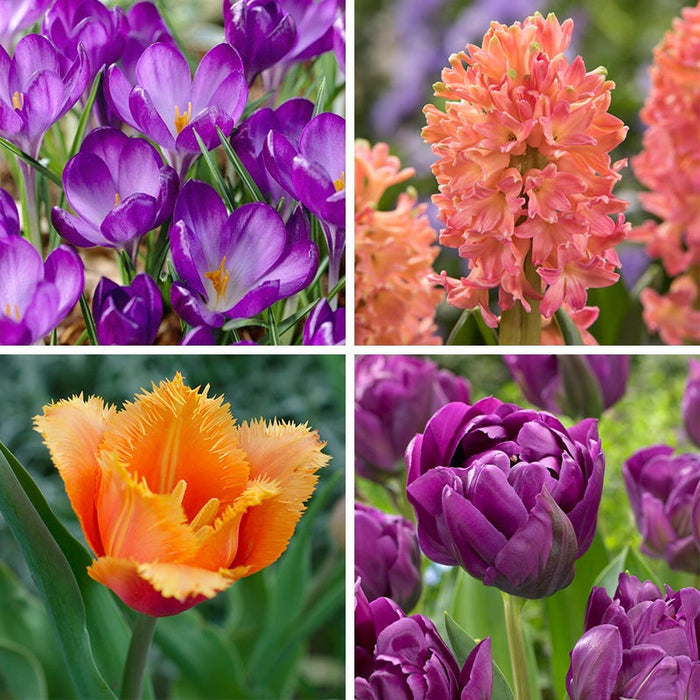 Sunset Hues Flower Bulb Collection|Sunset Hues Flower Bulb Collection