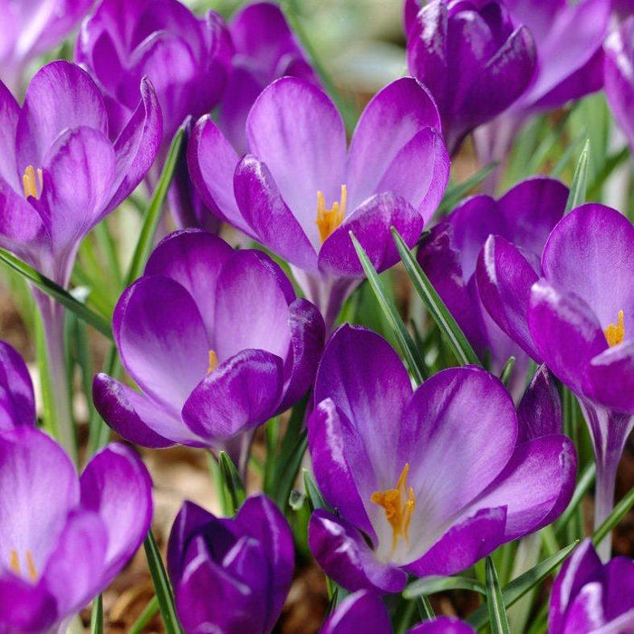 Sunset Hues Flower Bulb Collection|Ruby Giant Snow Crocus