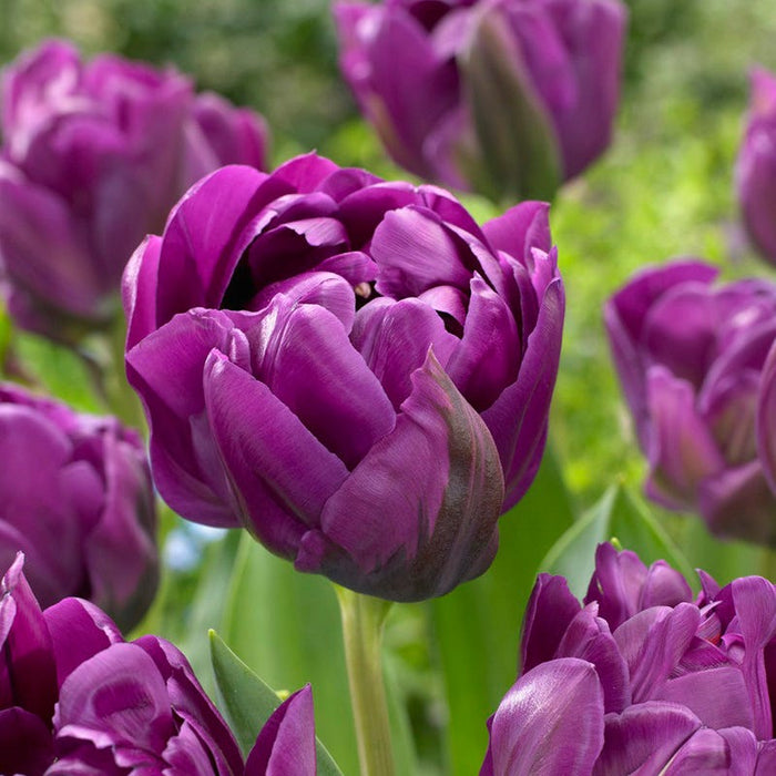 Sunset Hues Flower Bulb Collection|Purple Peony Double Late Tulip