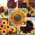Sunset Serenade Sunflower Seed Packet Set