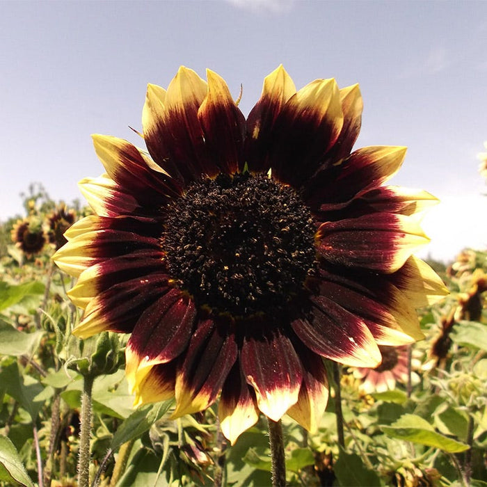 Crimson Velvet Sunflower Seeds|Crimson Velvet Sunflower, Helianthus annuus Crimson Velvet close up of deep brown and yellow petals