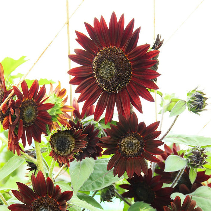 Velvet Queen Sunflower Seeds|Red and Orange Organic Sunflower Seeds Velvet Queen, Helianthus annuus