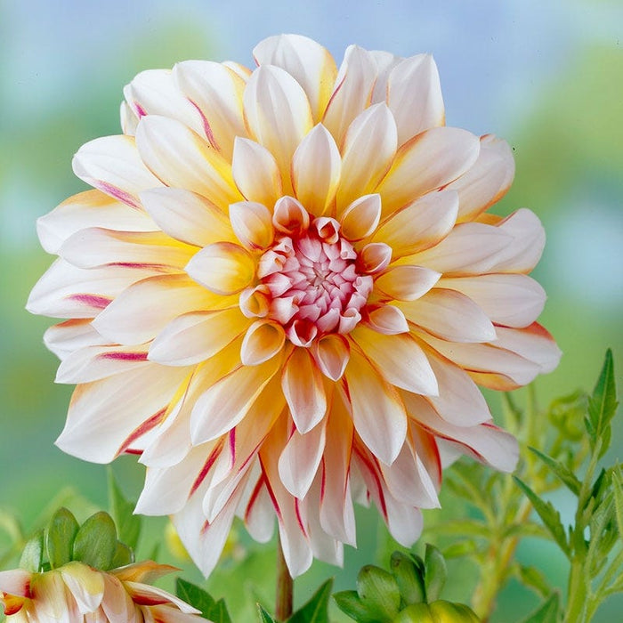 Sunshine Mixed Dahlia Collection|Dahlia Caribbean Fantasy