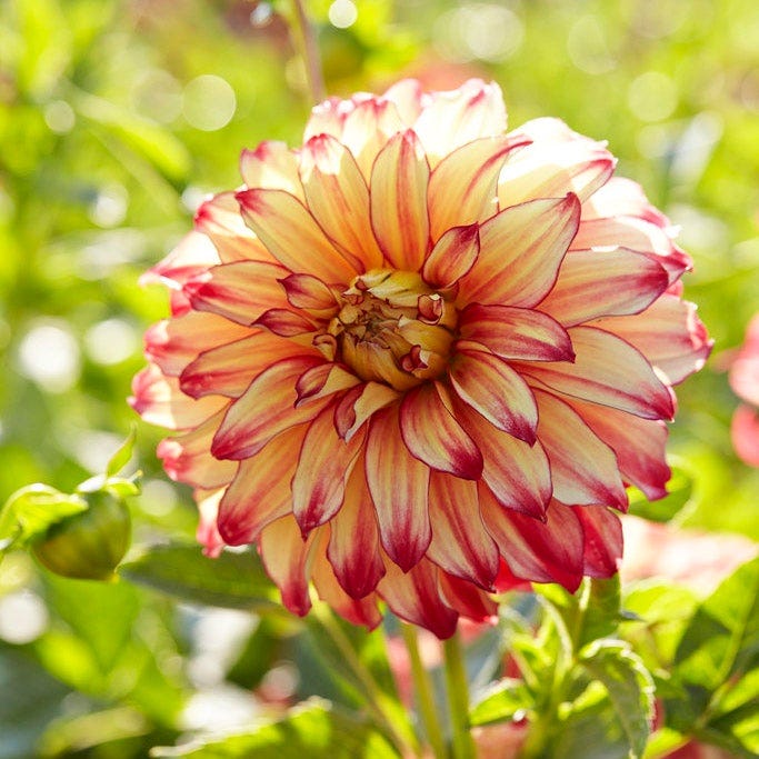 Sunshine Mixed Dahlia Collection|Lady Darlene Dinner Plate Dahlia