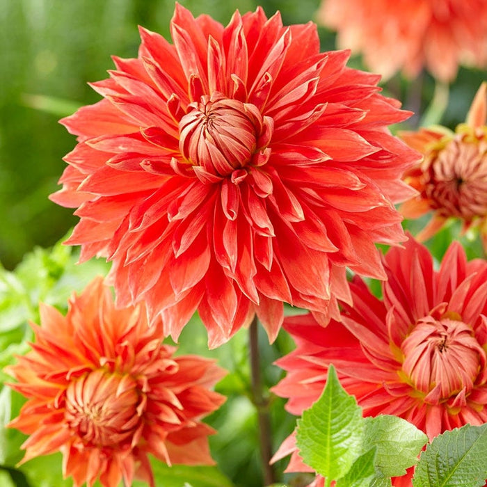 Parkland Glory Dinner Plate Dahlia|Orange Dinnerplate Dahlia Parkland Glory