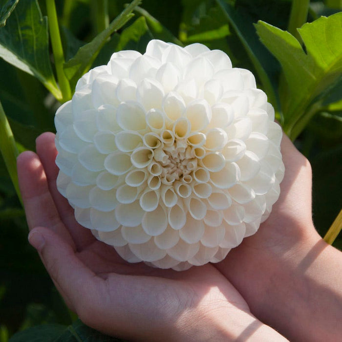 Banana Cream Pie Dahlia Collection|Boom Boom White Ball Dahlia