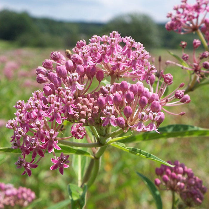 Swamp Milkweed|Swamp Milkweed, Asclepias incarnata