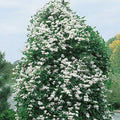 Sweet Autumn Clematis Vine|Sweet Autumn Clematis Vine, Clematis paniculata Sweet Autumn