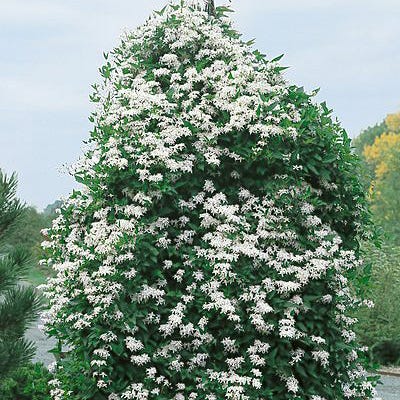 Sweet Autumn Clematis Vine|Sweet Autumn Clematis Vine, Clematis paniculata Sweet Autumn