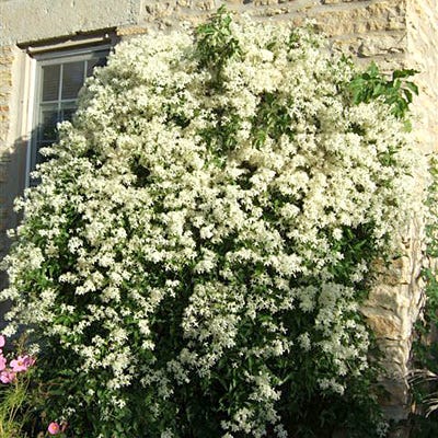 Sweet Autumn Clematis Vine|Sweet Autumn Clematis Vine, Clematis paniculata Sweet Autumn