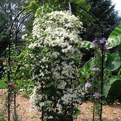 Sweet Autumn Clematis Vine|Sweet Autumn Clematis Vine, Clematis paniculata Sweet Autumn
