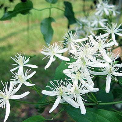 Sweet Autumn Clematis Vine|Sweet Autumn Clematis Vine, Clematis paniculata Sweet Autumn