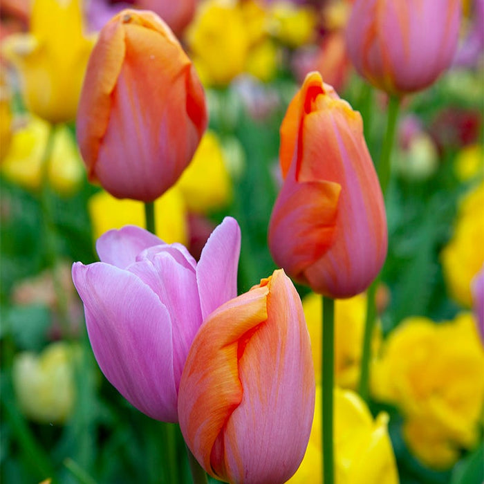 Sweet Treats Tulip Bulb Collection|Sweet Treats Tulip Bulb Collection