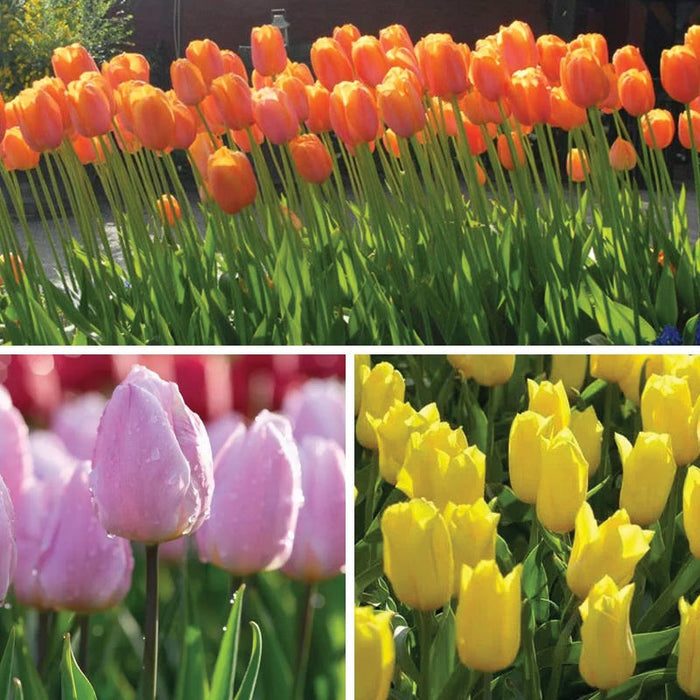 Sweet Treats Tulip Bulb Collection|Sweet Treats Tulip Bulb Collection