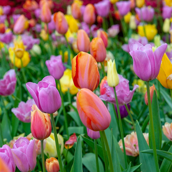 Sweet Treats Tulip Bulb Collection|Sweet Treats Tulip Bulb Collection