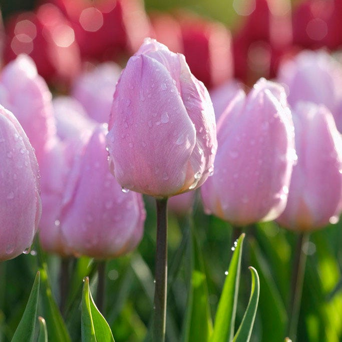 Sweet Treats Tulip Bulb Collection|Candy Prince Tulip