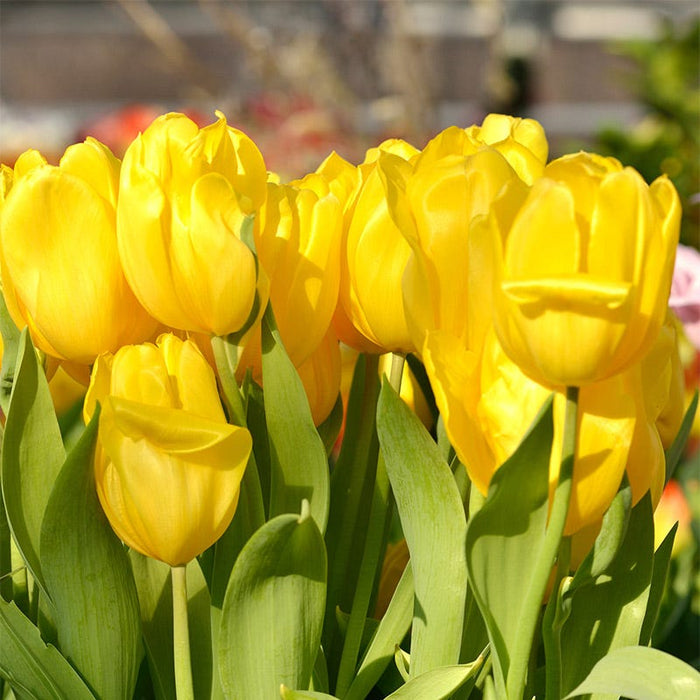 Sweet Treats Tulip Bulb Collection|Strong Gold Tulip