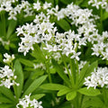 Sweet Woodruff|Sweet Woodruff, close up