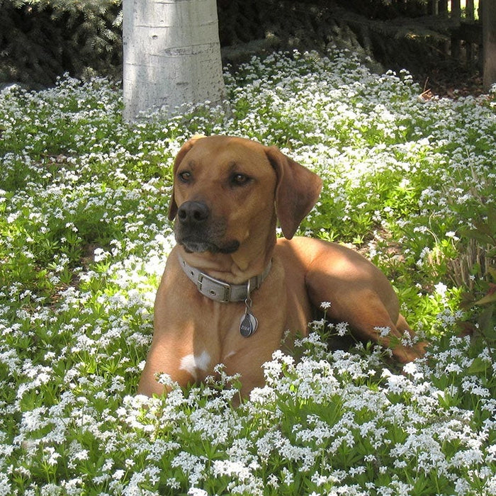 Sweet Woodruff|Dog laying in Sweet Woodruff