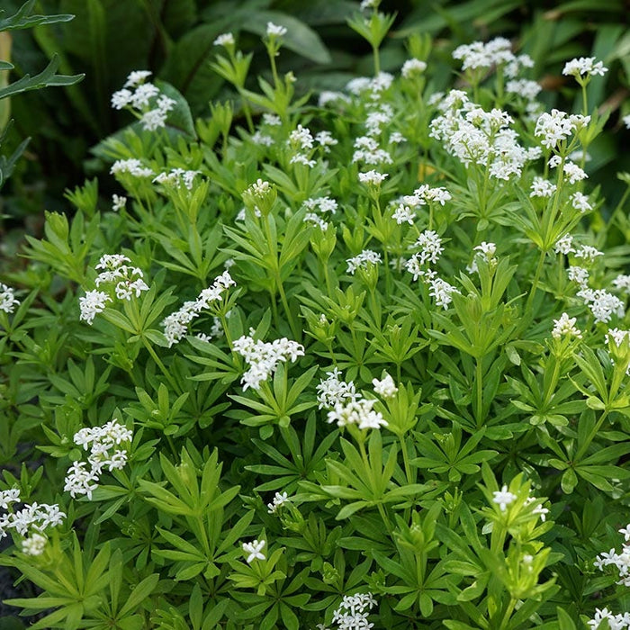 Sweet Woodruff|Sweet Woodruff