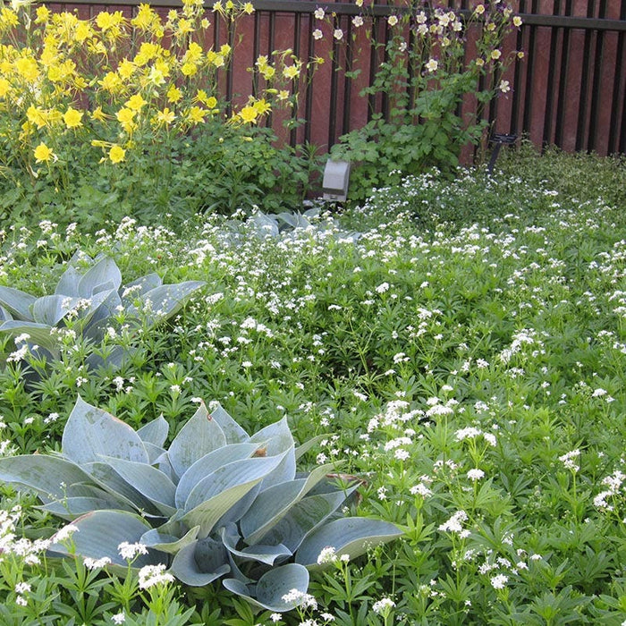 Sweet Woodruff|Sweet Woodruff