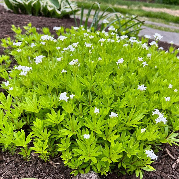 Sweet Woodruff|Sweet Woodruff