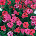 Sweetheart Kisses Moss Verbena Seeds