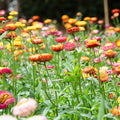 Tall Strawflower Seed Mix|Strawflower Seeds Tall Mix