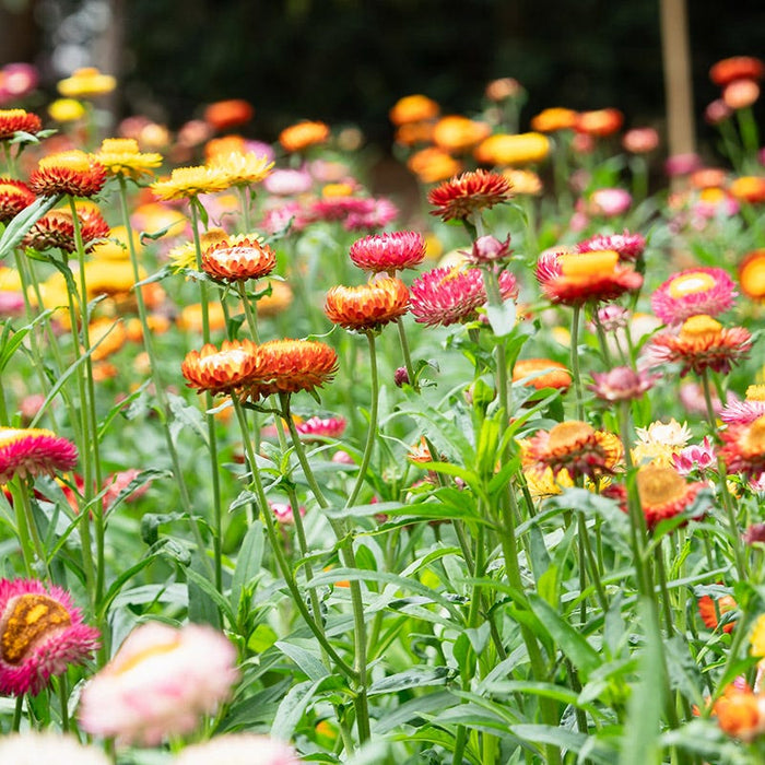 Tall Strawflower Seed Mix|Strawflower Seeds Tall Mix