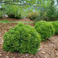 Tator Tot® Arborvitae