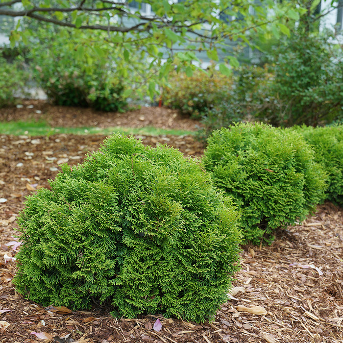 Tator Tot® Arborvitae