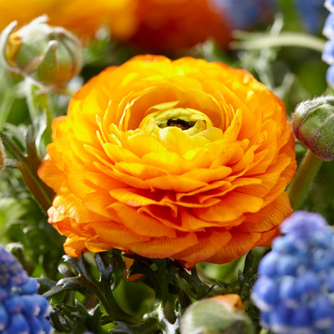 Tecolote Gold Ranunculus|Tecolote Gold Persian Buttercup, Ranunculus Tecolote Gold
