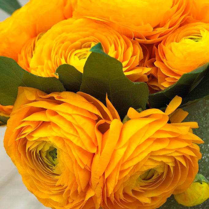Tecolote Gold Ranunculus|Tecolote Gold Persian Buttercup, Ranunculus Tecolote Gold
