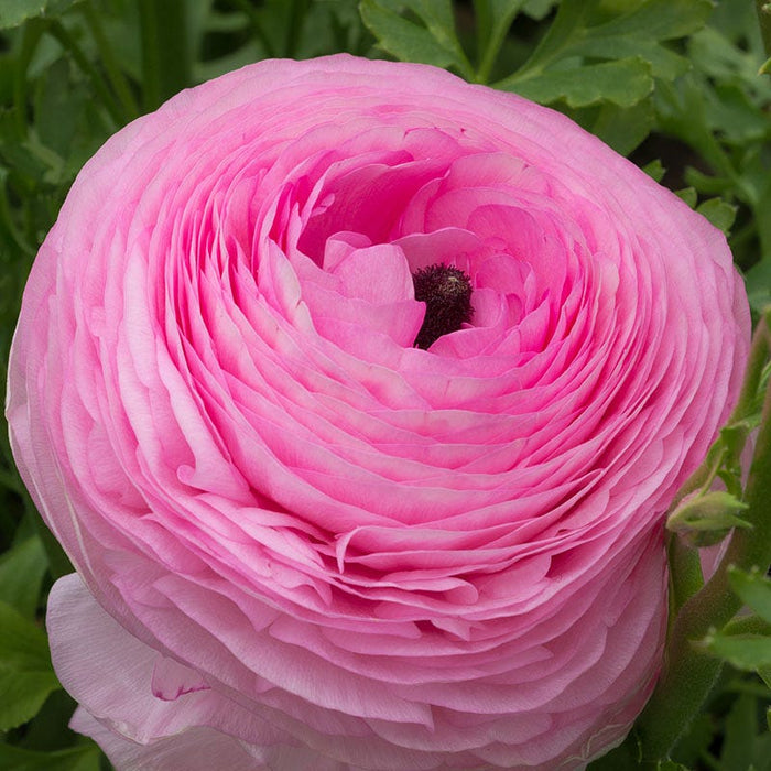 Tecolote Pink Ranunculus|Tecolote Pink Ranunculus, Ranunculus asiaticus Tecolote Pink
