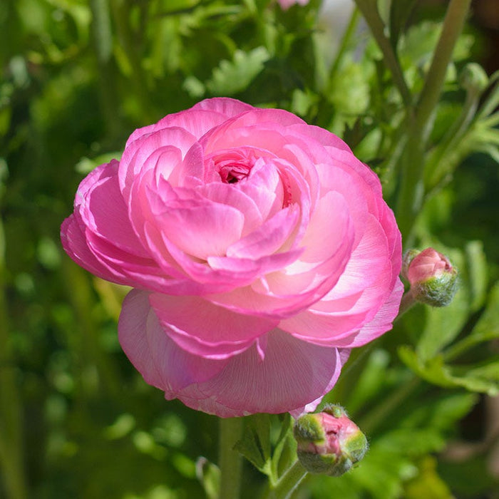 Tecolote Pink Ranunculus|Tecolote Pink Ranunculus, Ranunculus asiaticus Tecolote Pink