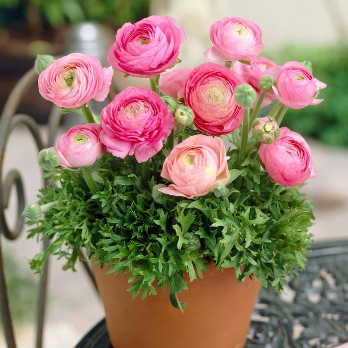 Tecolote Pink Ranunculus|Tecolote Pink Ranunculus, Ranunculus asiaticus Tecolote Pink