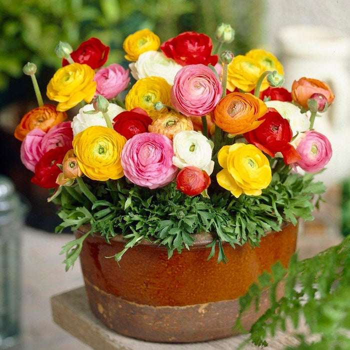 Tecolote Ranunculus Mix|Tecolote Persian Buttercups Mix, Ranunculus Tecolote Mix, growing in the container