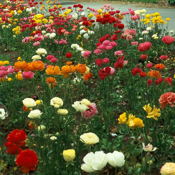 Tecolote Ranunculus Mix|Tecolote Persian Buttercups Mix, Ranunculus Tecolote Mix, growing in the garden