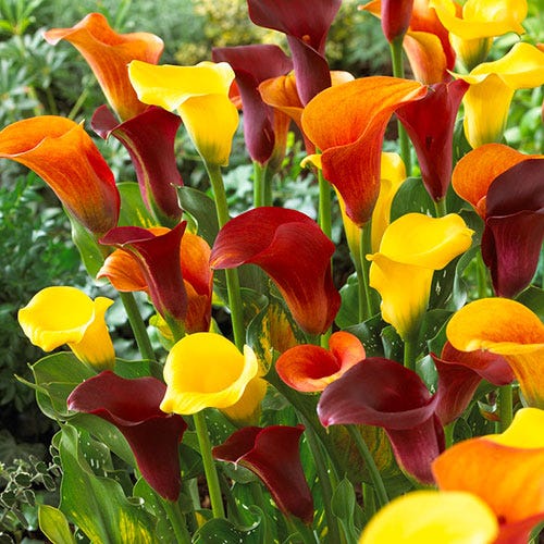 Tequila Sunrise Calla Lily Mix