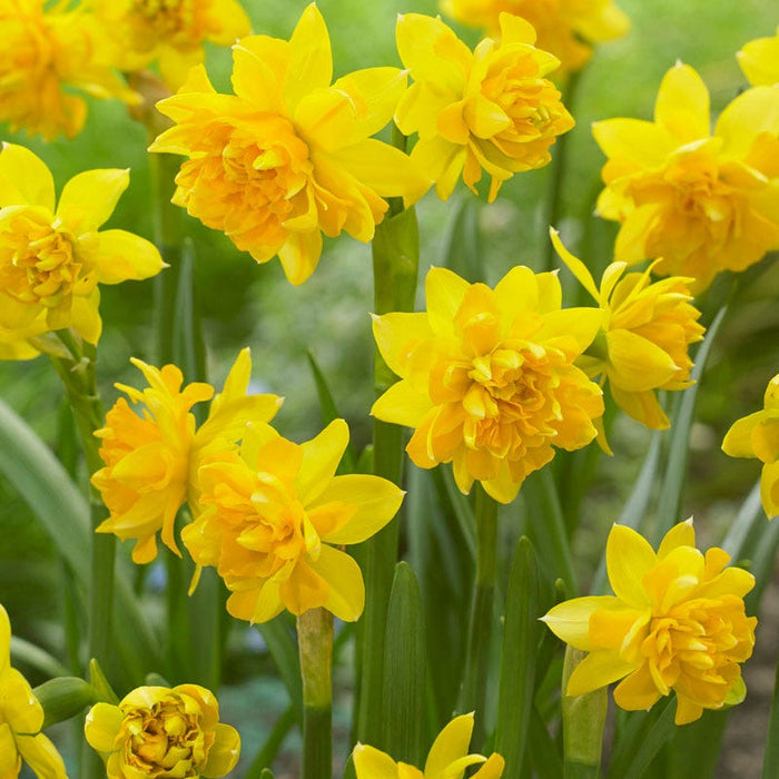 Tete Boucle Miniature Double Daffodil