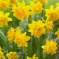 Tete Boucle Miniature Double Daffodil