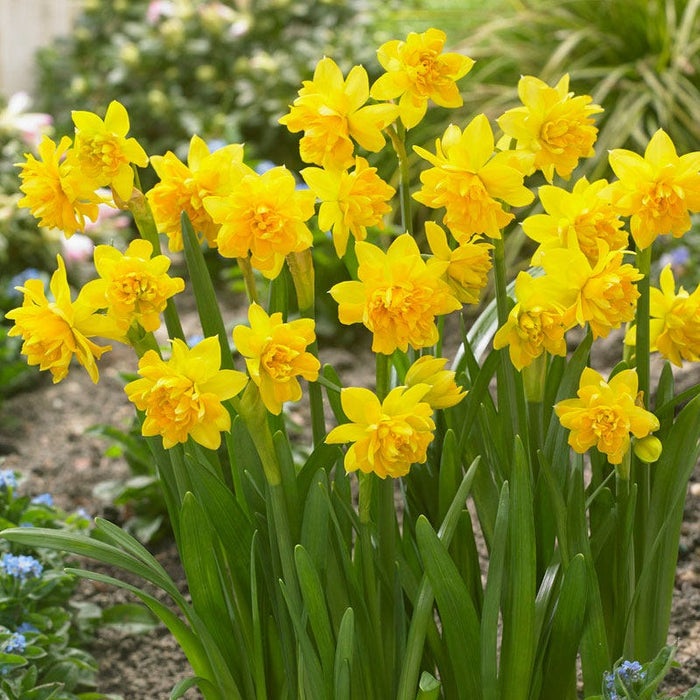 Tete Boucle Miniature Double Daffodil|Yellow Miniature Daffodil Bulbs Tete Boucle, Narcissus