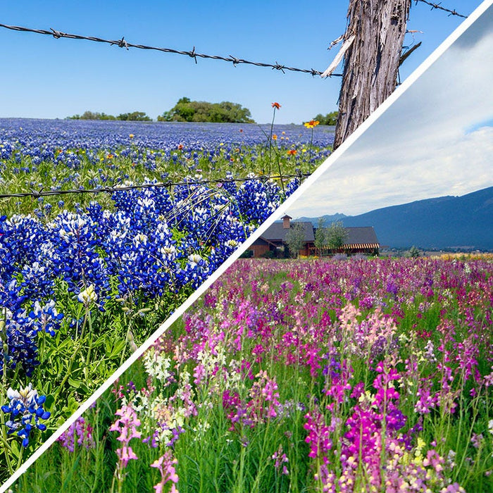 Texas Bluebonnet & Baby Snapdragon Seed Combo|Texas Bluebonnet & Snapdragon Seed Combo