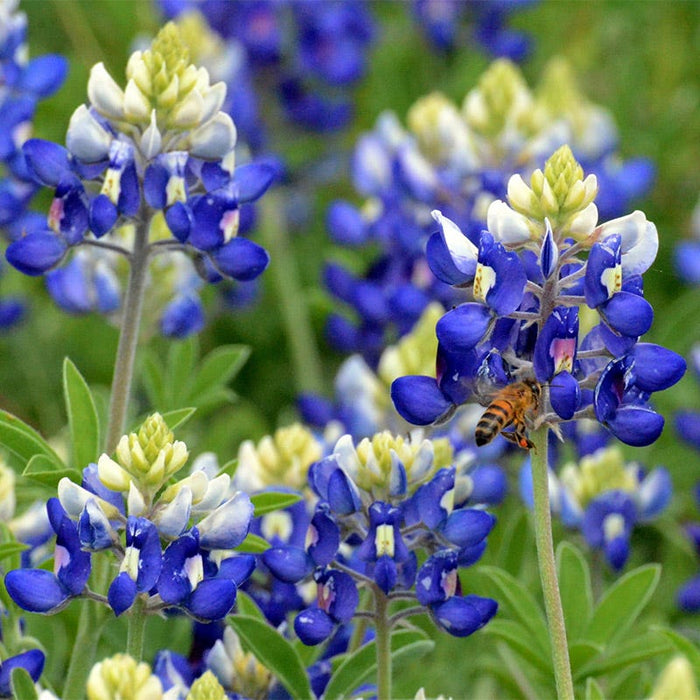 Texas Bluebonnet & Baby Snapdragon Seed Combo|Blue Texas Bluebonnet Spikes of Flowers with Bee
