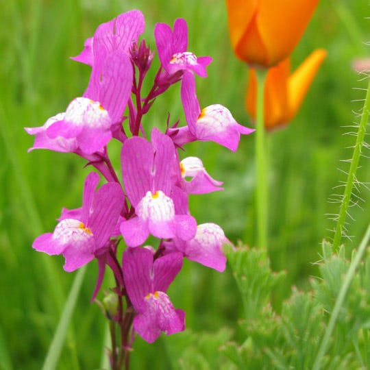 Texas Bluebonnet & Baby Snapdragon Seed Combo|Snapdragon pink blooms