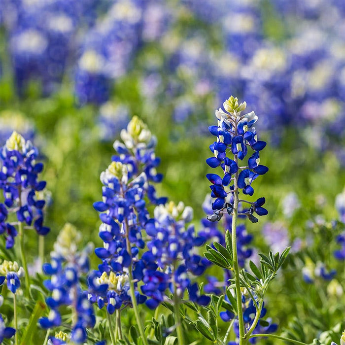 Texas Bluebonnet & Baby Snapdragon Seed Combo|Texas Bluebonnet with blue and white spikey blooms