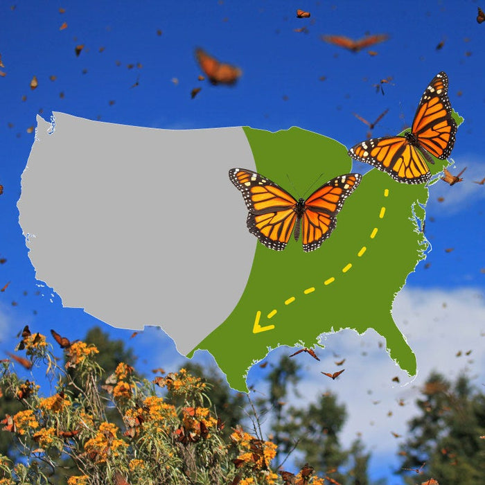 The Monarch Highway Native Wildflower Seed Mix|The Monarch Highway Native Wildflower Seed Mix